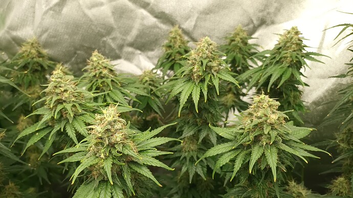 Growreport Bild 7