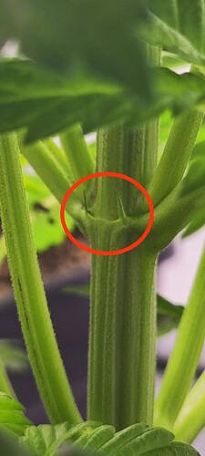 Growreport Bild 1