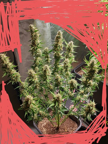 Growreport Bild 1