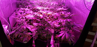 Growreport Bild 4