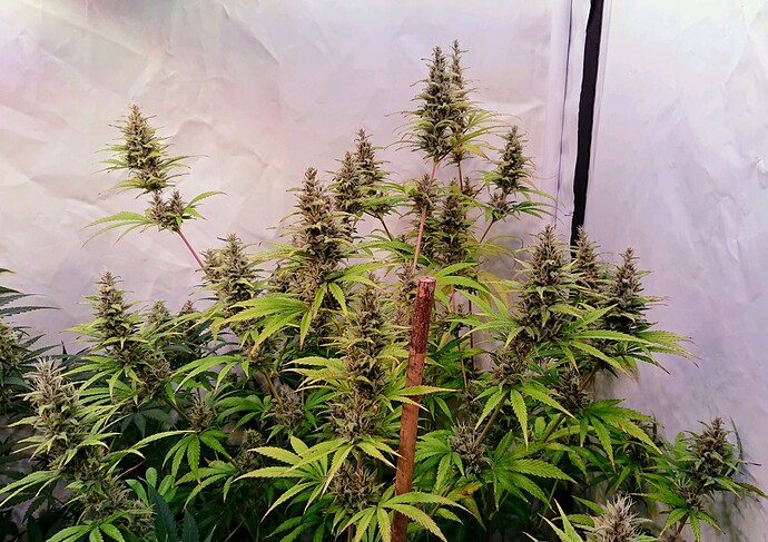 Growreport Bild 6