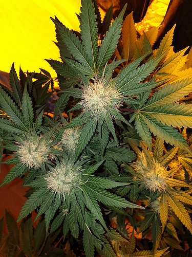 Growreport Bild 28