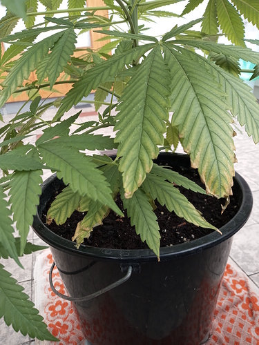 Skunk 7 Woche 2