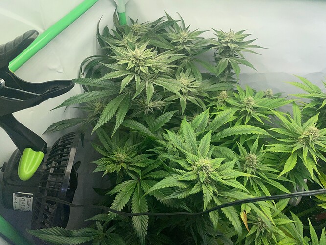 Growreport Bild 4
