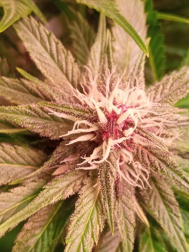 Growreport Bild 6