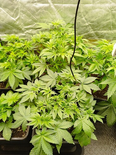 Growreport Bild 10