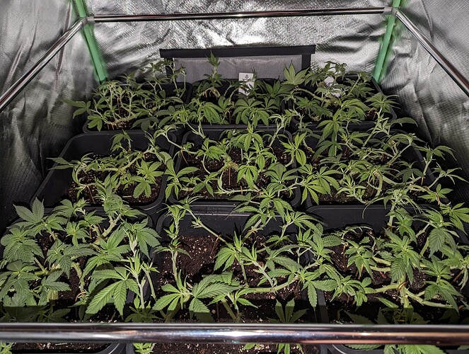 Growreport Bild 1