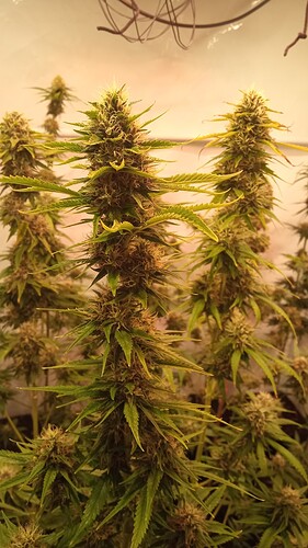 Growreport Bild 16