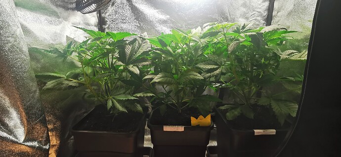 Growreport Bild 7