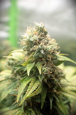 Growreport Bild 8