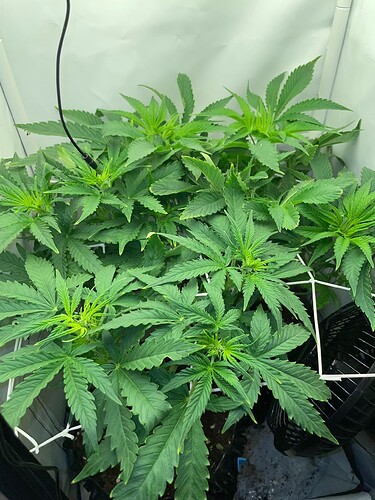 Growreport Bild 20