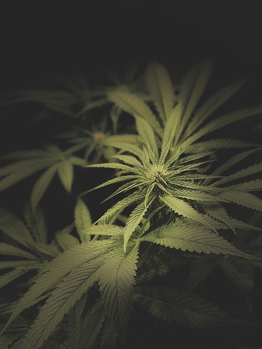 Growreport Bild 64
