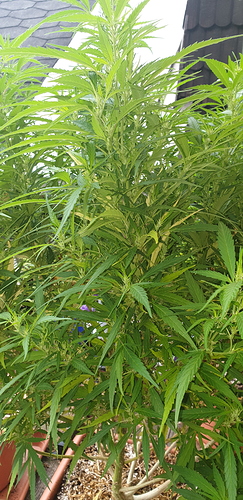 15974872167432105474856222935941