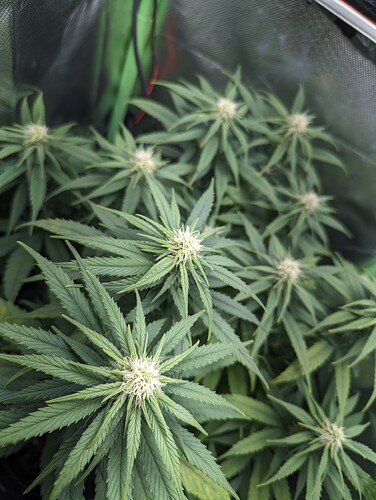Growreport Bild 4