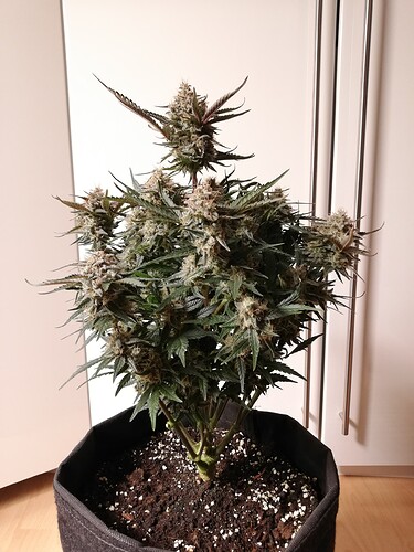 Mimosa_240102-1