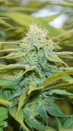 Growreport Bild 15