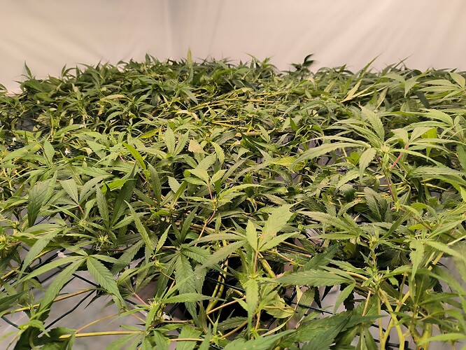 Growreport Bild 6