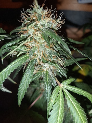 Growreport Bild 17