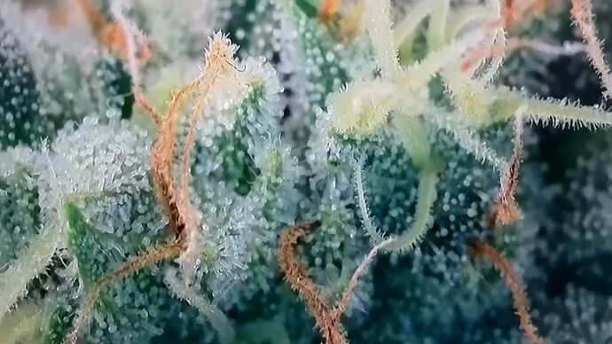 Trichome 1