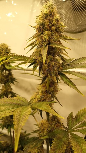 Growreport Bild 19