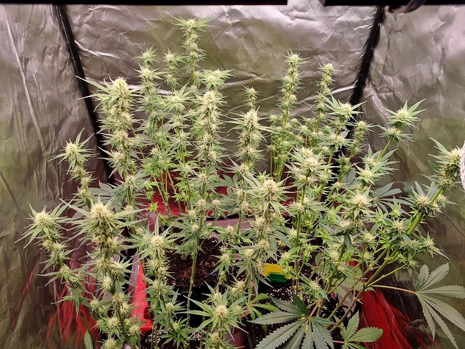 Growreport Bild 2