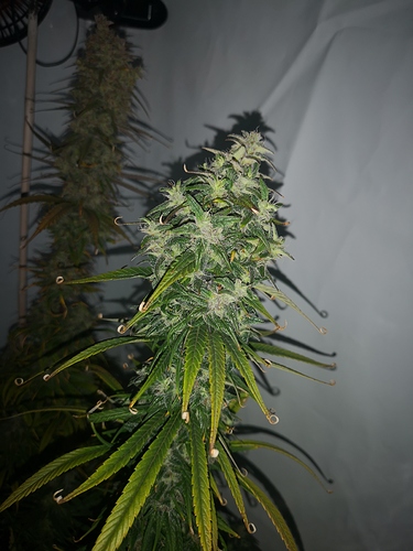 Growreport Bild 6