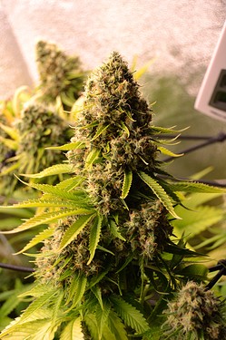 Growreport Bild 3