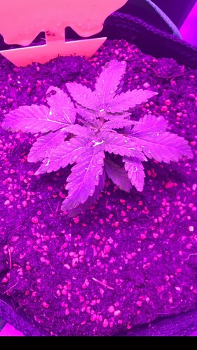 Growreport Bild 22