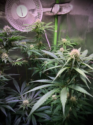 Growreport Bild 3