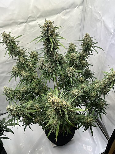 Growreport Bild 6