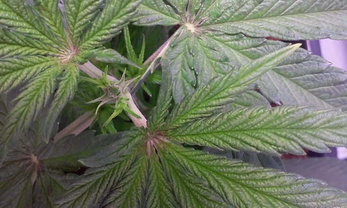 Growreport Bild 27
