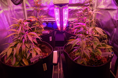 Growreport Bild 31