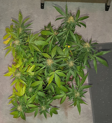 Growreport Bild 11