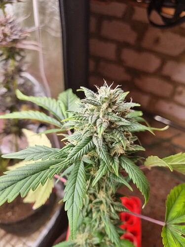 Growreport Bild 3