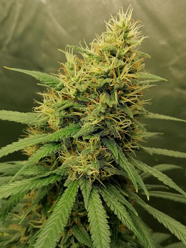 Growreport Bild 9