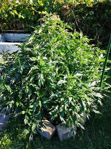 Growreport Bild 15