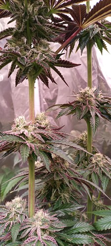 Growreport Bild 3