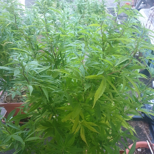 15967383596087135809772653975629