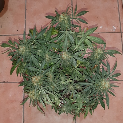 Growreport Bild 5