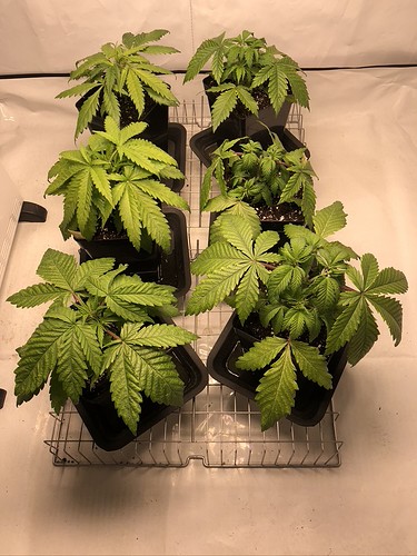 Growreport Bild 4