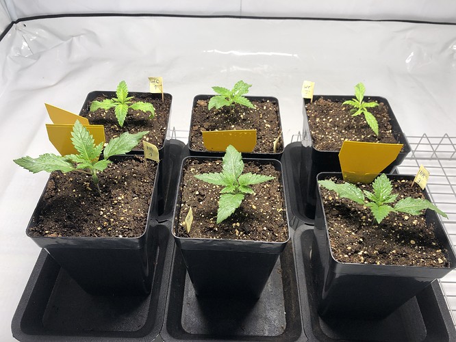 Growreport Bild 2