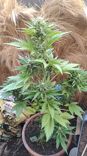 Growreport Bild 2