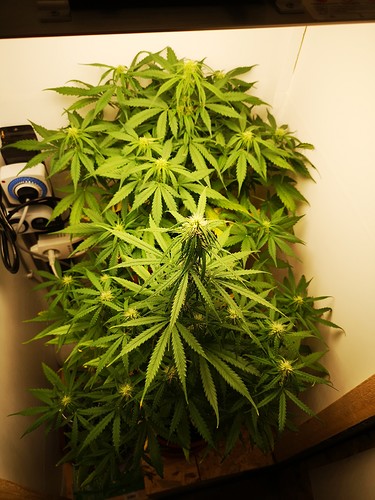 Growreport Bild 3