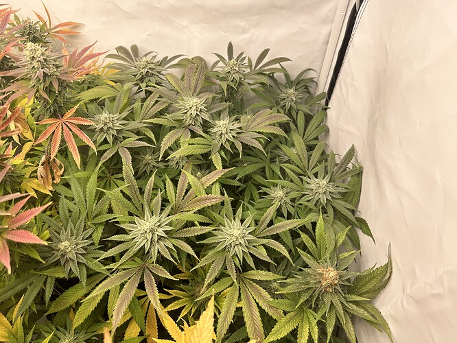 Growreport Bild 2
