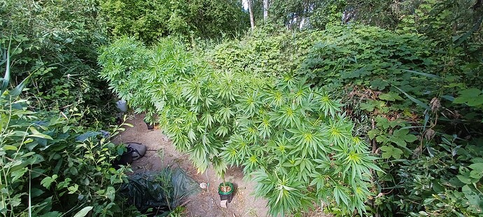 Growreport Bild 7