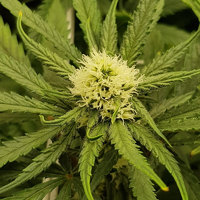 Growreport Bild 11