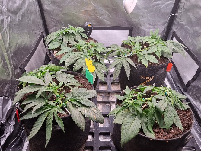 Growreport Bild 27