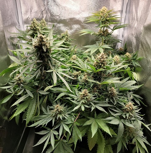 Growreport Bild 4