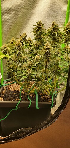 Growreport Bild 5