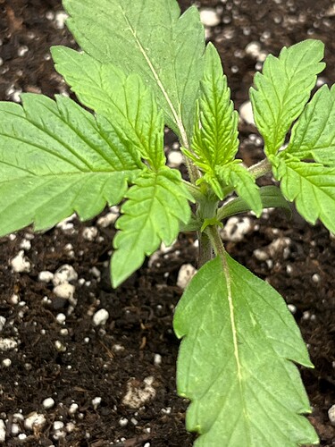 Growreport Bild 38